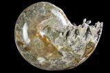 Polished, Agatized Ammonite (Phylloceras?) - Madagascar #149196-1
